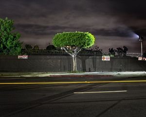 Tree On Mission  - Downtown Los Angeles